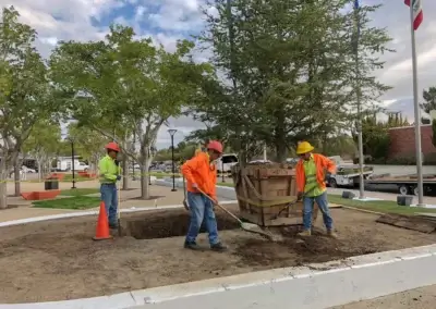 IMG 1848 - Tip Top Arborists