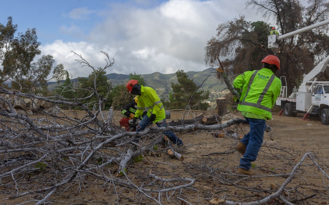 What to Do When a Tree Falls on Your Car: Complete Emergency Action Guide