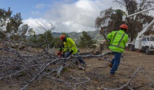 What to Do When a Tree Falls on Your Car: Complete Emergency Action Guide