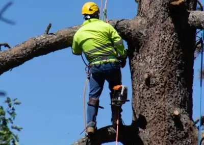 IMG 6530 - Tip Top Arborists