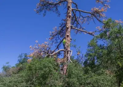 IMG 6555 - Tip Top Arborists