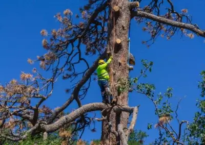 IMG 6556 - Tip Top Arborists