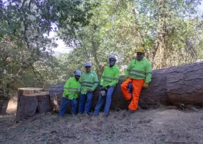 IMG 6577 - Tip Top Arborists