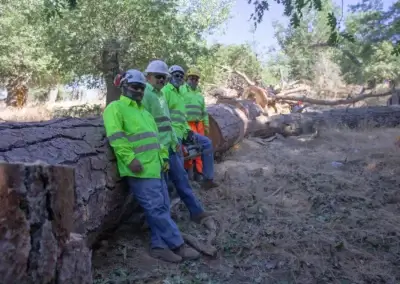 IMG 6580 - Tip Top Arborists