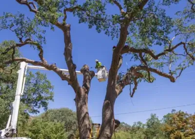 IMG 7096 - Tip Top Arborists