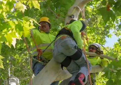 IMG 9764 - Tip Top Arborists