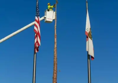 Limbing 11 - Tip Top Arborists
