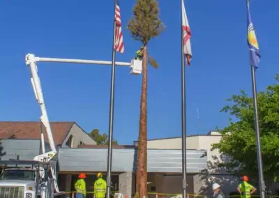 Limbing 6 - Tip Top Arborists