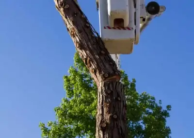 Piecing out 6 - Tip Top Arborists
