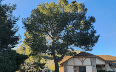 Oak Tree Removal in Apple Valley, CA: Tip Top Arborists Ensures Home Safety