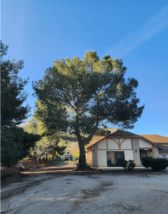 Oak Tree Removal in Apple Valley, CA: Tip Top Arborists Ensures Home Safety 1 Screenshot 2024 12 16 124321 - Tip Top Arborists