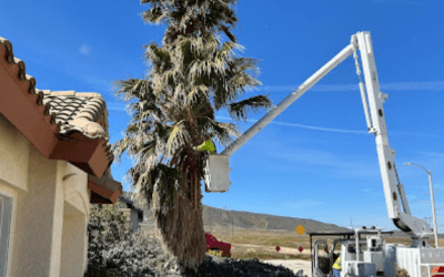 Palm Tree Removal in Santa Clarita: Tip Top Arborists’ Expert Solution