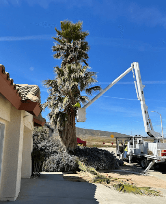 Screenshot 2024 12 16 125505 - Tip Top Arborists
