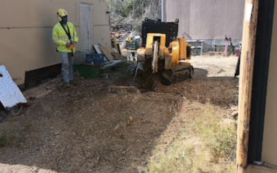 Fast and Reliable Stump Grinding in Lake Hughes, CA: Tip Top Arborists