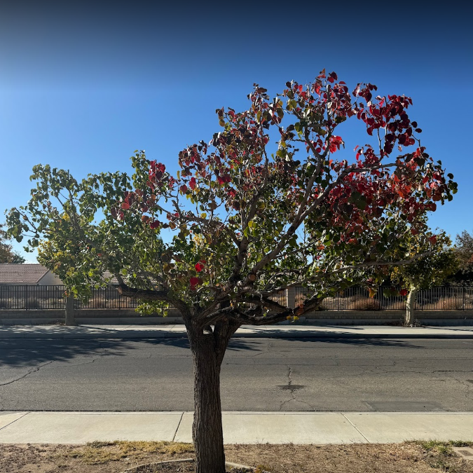 Spring Preparation: Unlock the Ultimate 2 Steps to Thriving Fruit Trees