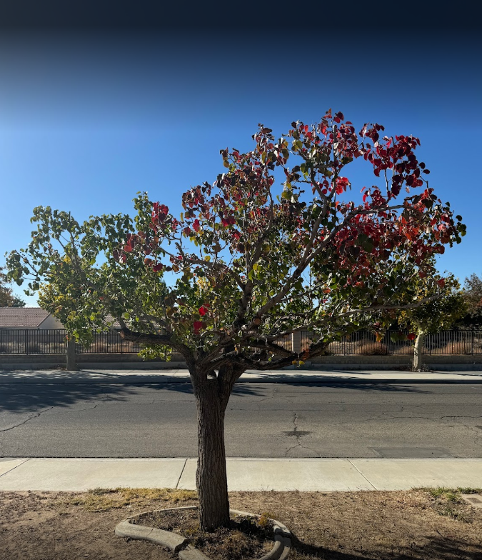 Fruit Tree Care, Fruit Tree Health