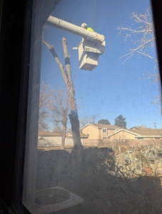 Screenshot 2025 03 18 at 15.48.06 - Tip Top Arborists
