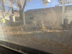 Screenshot 2025 03 18 at 15.48.14 - Tip Top Arborists