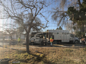 Screenshot 2025 03 18 at 15.48.23 - Tip Top Arborists