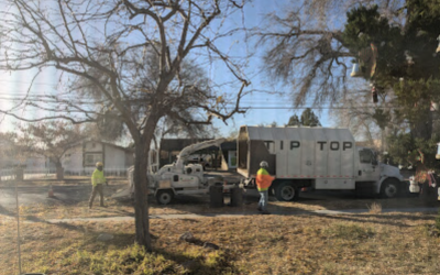 Expert Bald Cypress Tree Removal by Tip Top Arborists in Hesperia, CA