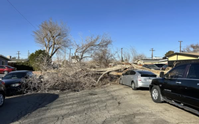 Emergency Oak Tree Removal by Tip Top Arborists in Valencia, CA