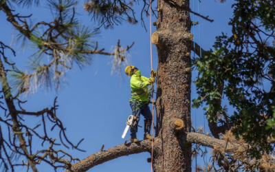 Efficient Bald Cypress Tree Removal by Tip Top Arborists in Apple Valley, CA