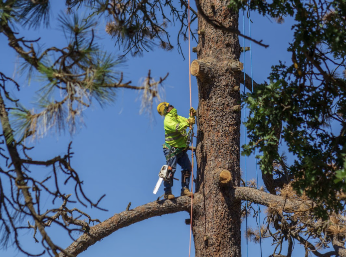 Screenshot 2025 04 13 at 23.13.49 e1744579118112 - Tip Top Arborists
