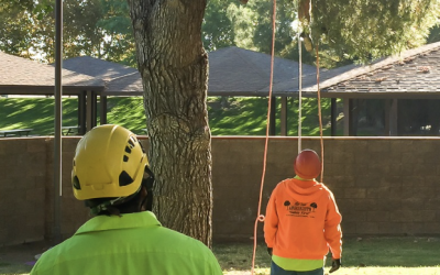 Enhancing Tree Health with Expert Pruning: Tip Top Arborists in Lancaster, CA