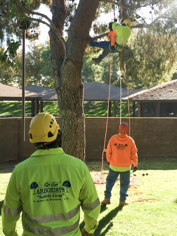 Screenshot 2025 04 13 at 23.45.09 - Tip Top Arborists