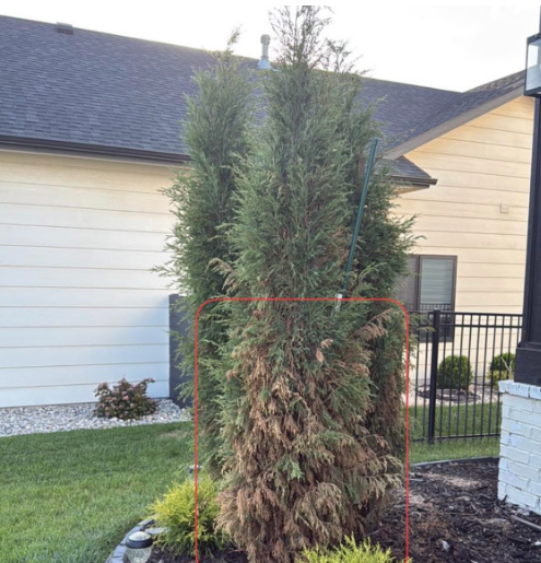 Lancaster Tree Heat Stress: Prevent Damage This Summer