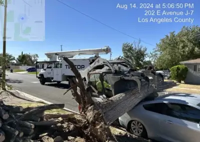 TC 01085 - Tip Top Arborists