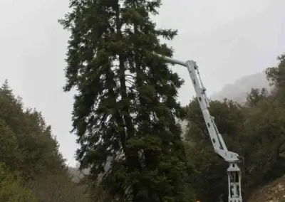 Tehachapi Kern Co Road 3 - Tip Top Arborists