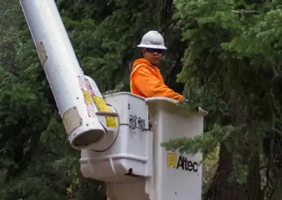 Tehachapi Kern Co Road 5 - Tip Top Arborists