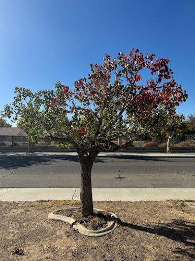 Tree Trimming in Acton