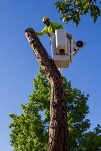 Affordable Tree Trimming Palmdale CA | Tip Top Arborists