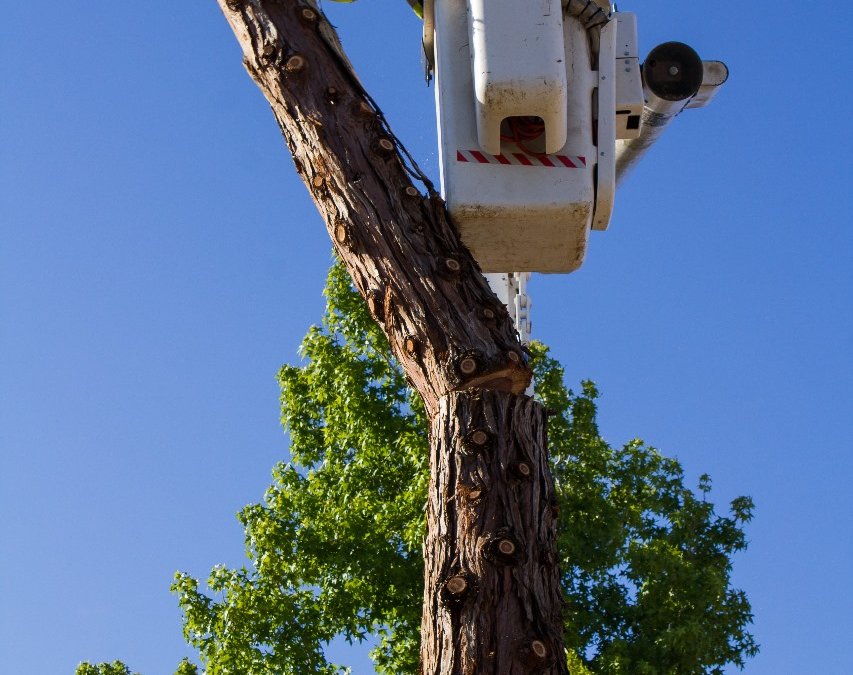 Affordable Tree Trimming Palmdale CA | Tip Top Arborists