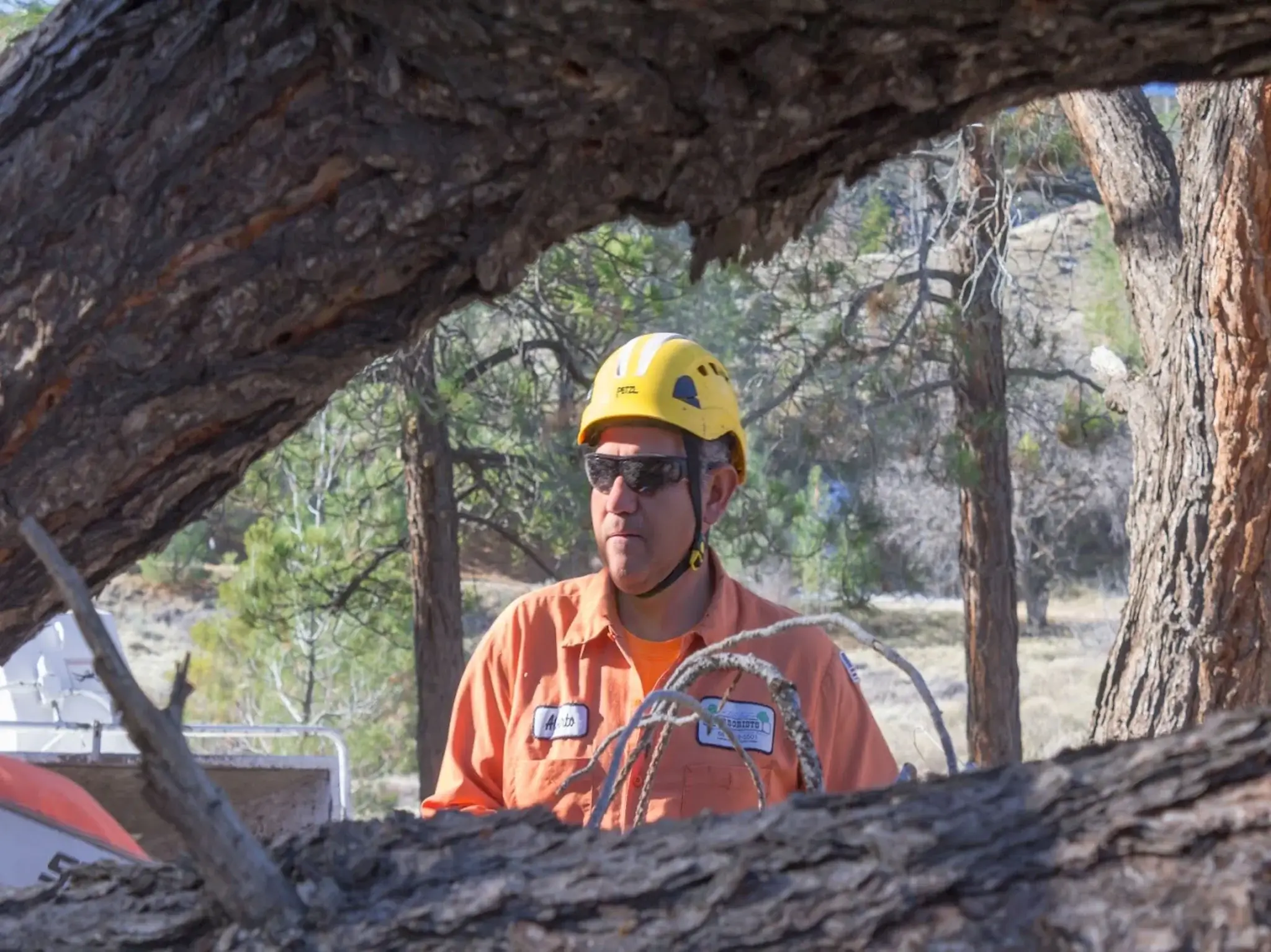 An arborist consult in Golden Hills, CA