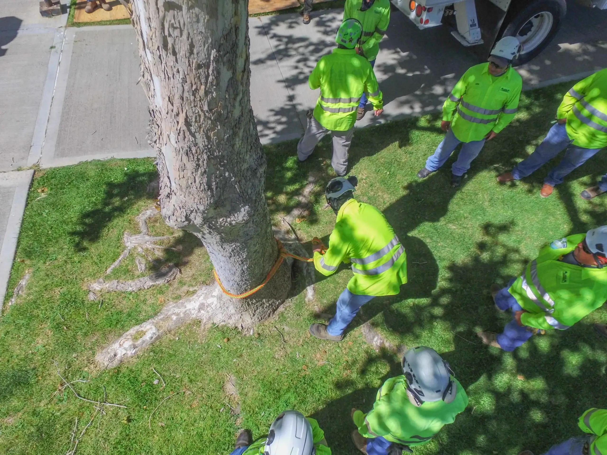 An arborist consult in Lancaster, CA