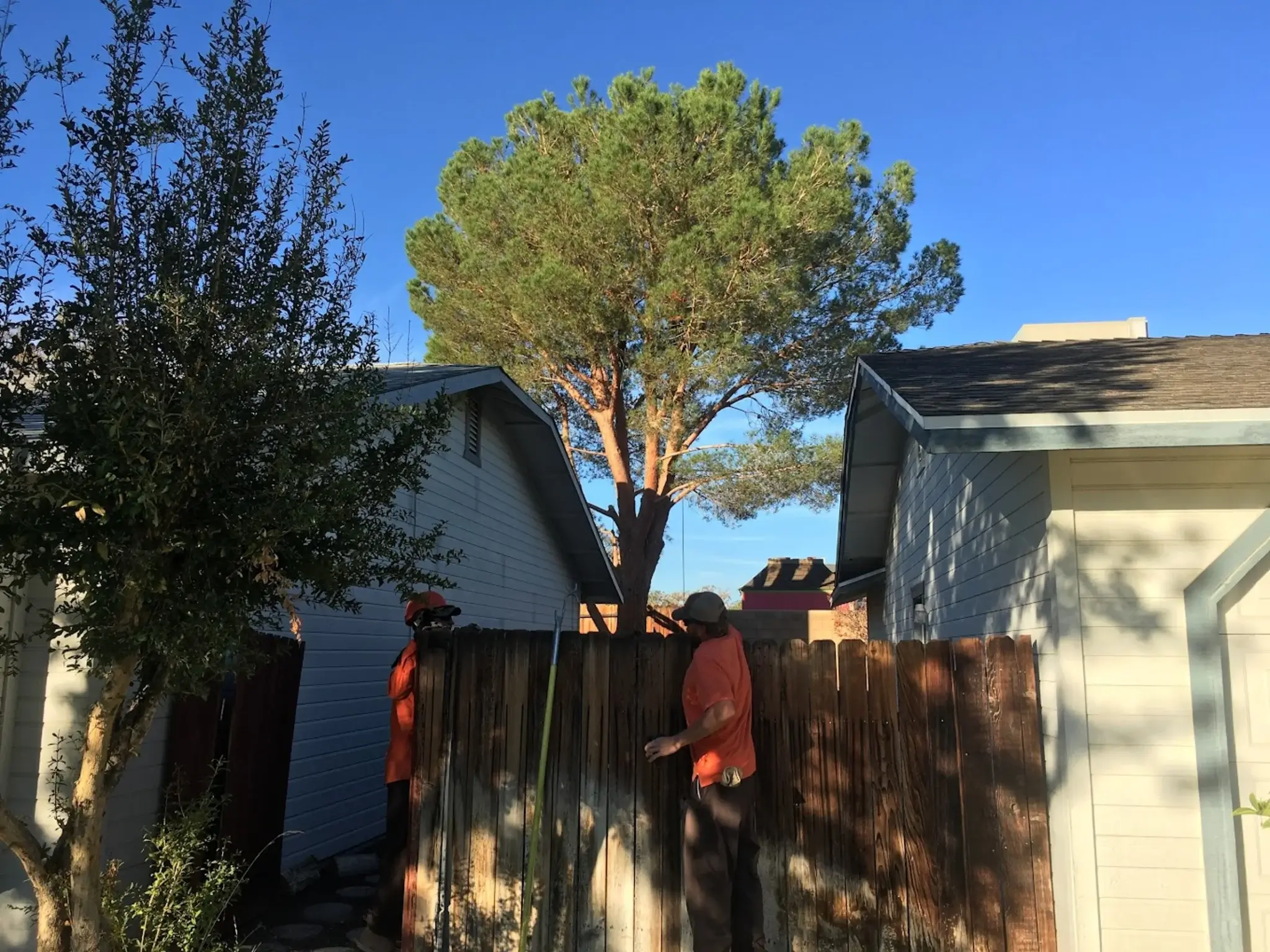An arborist consult service in Santa Clarita, CA