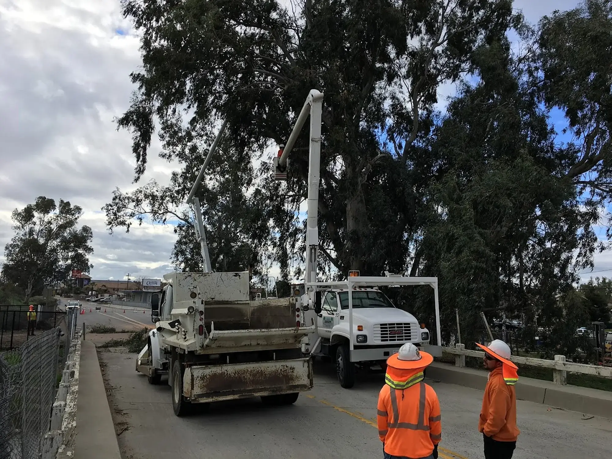 An arborist consult in Victorville, CA