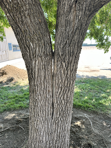 arborist consulting in Lancaster