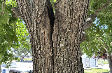 Arborist Consulting Services From Tip Top Arborists Help the City of Lancaster, CA, Take Care of Its Trees