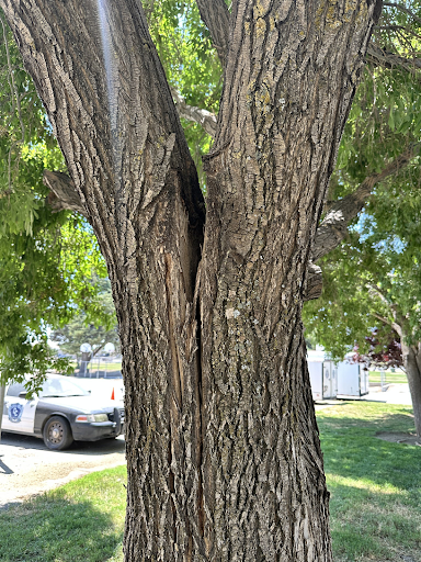 arborist consulting in Lancaster