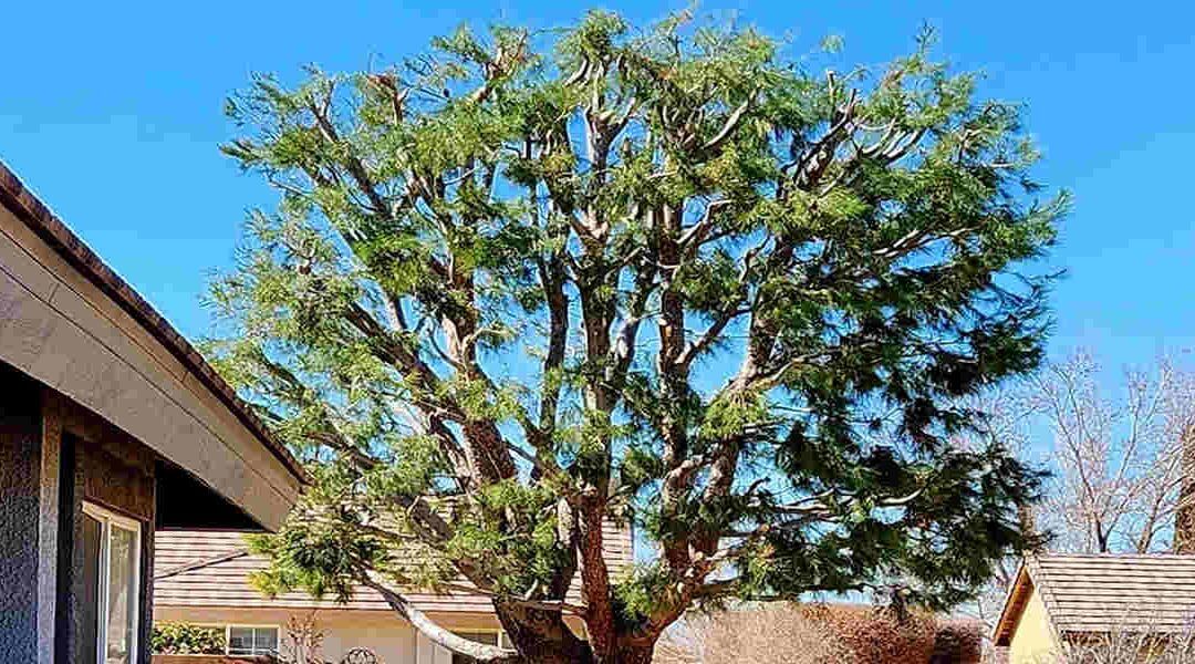Can Bad Pruning Cuts Harm Your Tree?