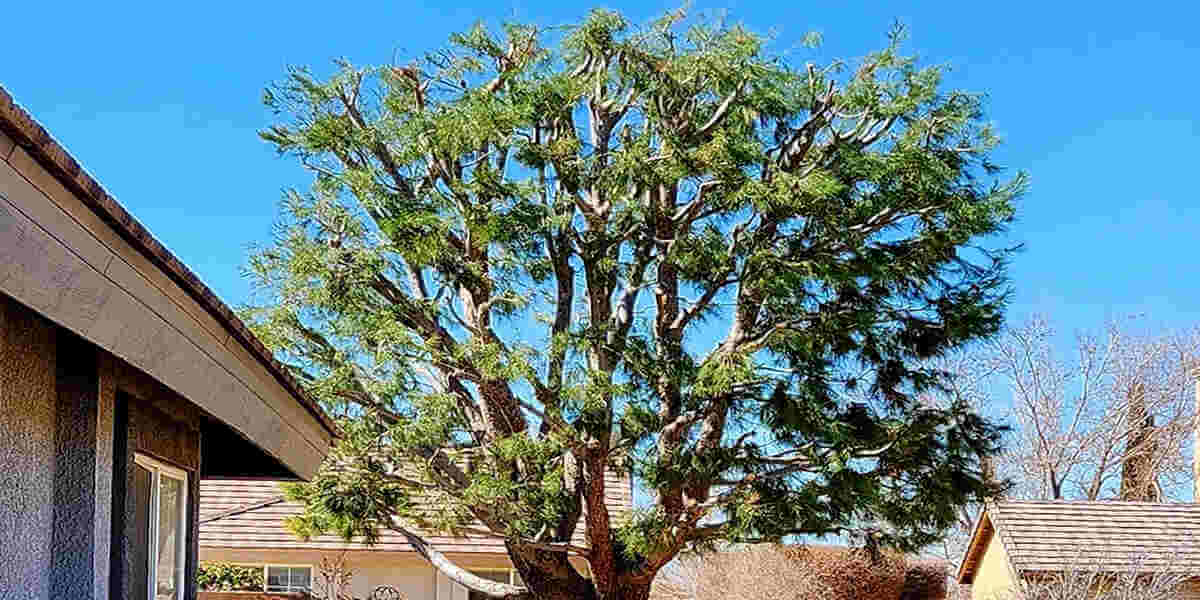 bad pruning cut
