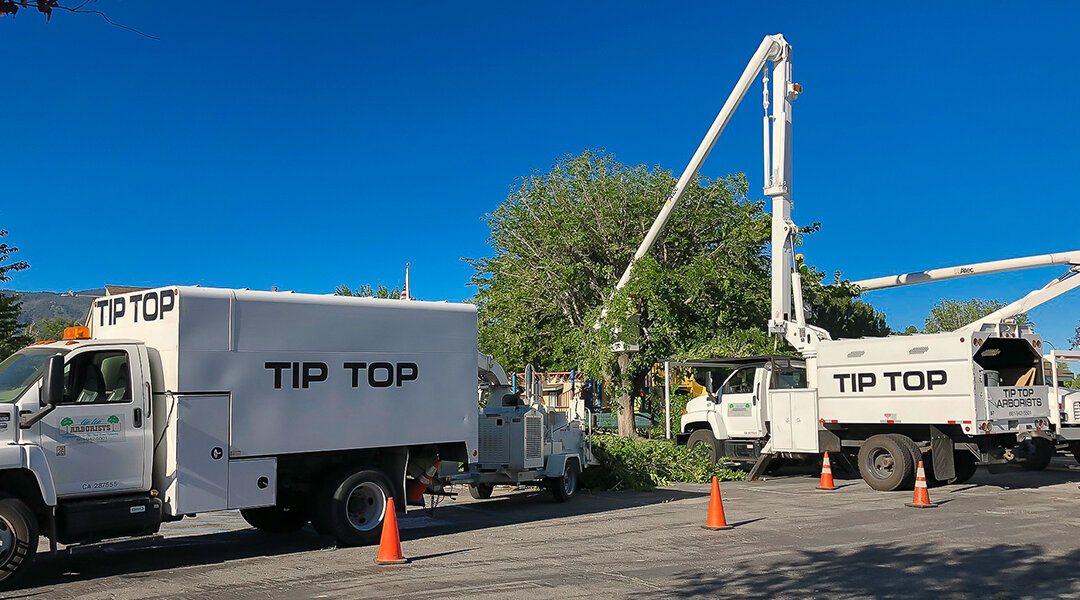 Top Benefits of Tree Trimming in Victorville, CA