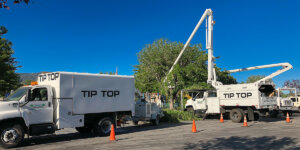 Top Benefits of Tree Trimming in Victorville, CA