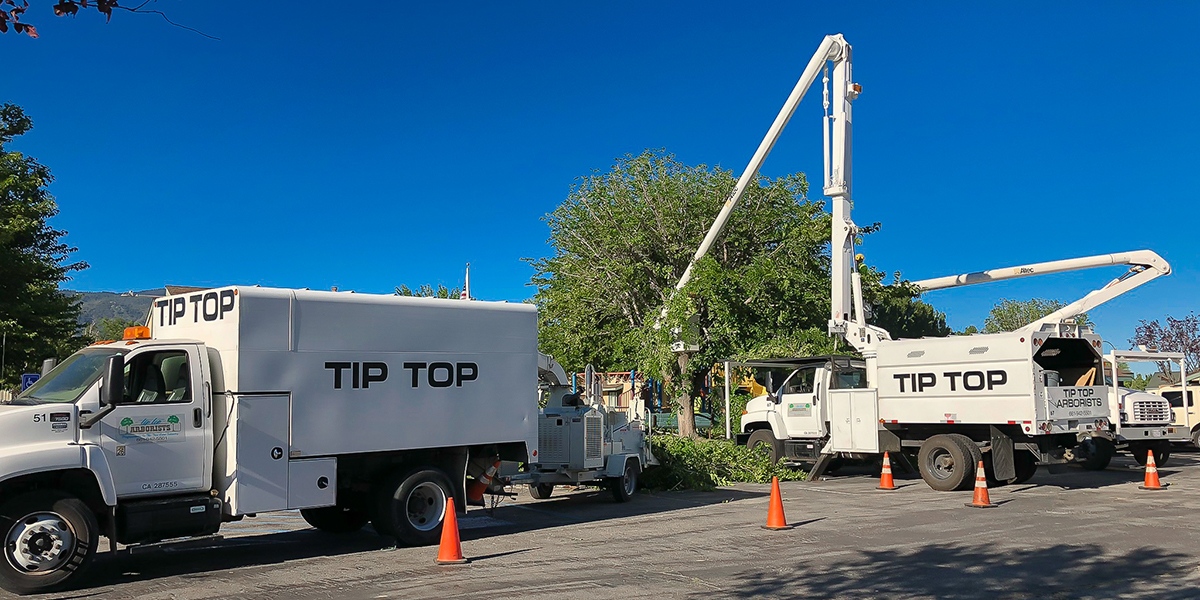 benefits of tree trimming