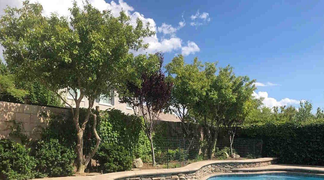Five Benefits of Trees in Your Yard