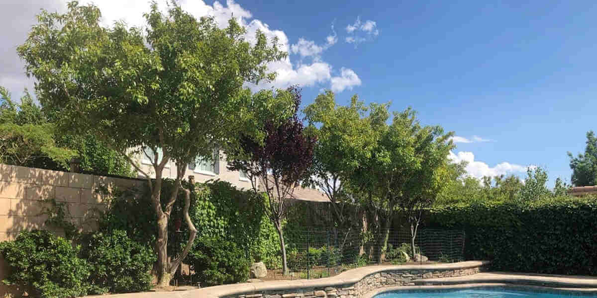 benefits of trees in your yard